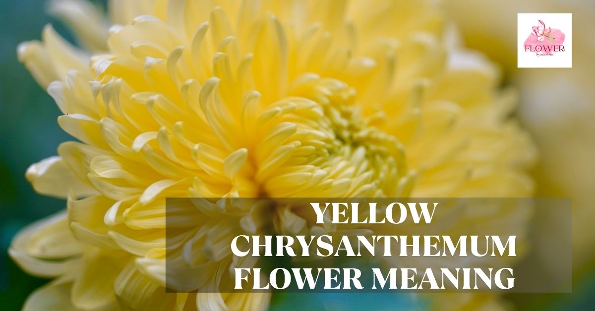 yellow chrysanthemum flower meaning