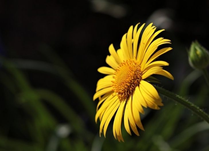 Spiritual meaning of daisy flower as a symbol of purity, renewal, and divine emotional clarity