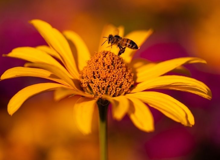 Yellow daisy symbolism representing cheerful affection, loyal friendship, and a sunny outlook in relationships
