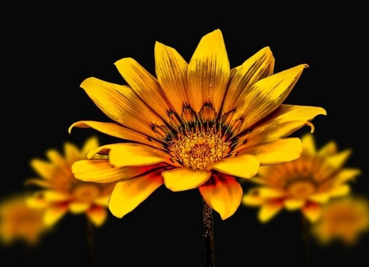 – In love, yellow daisies express innocent attraction, emotional healing, and hope for brighter days