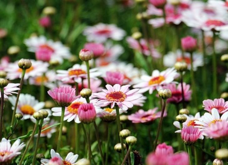 yellow daisy flower meaning -4