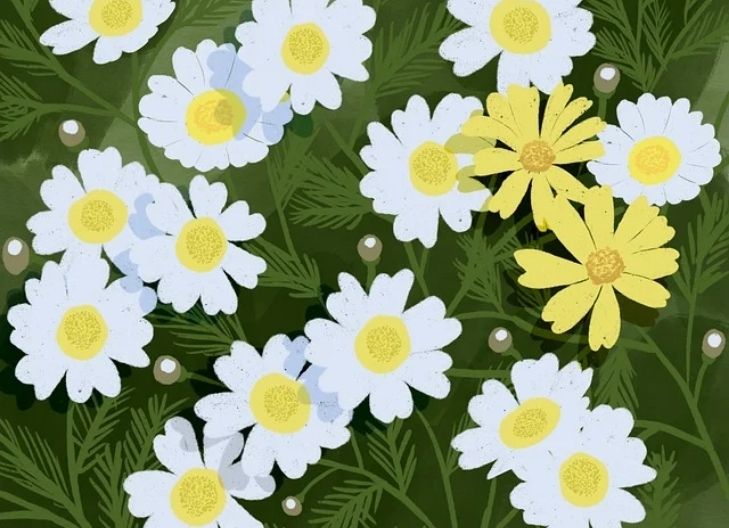 Yellow daisy flower meaning associated with joy, optimism, and the warmth of new beginnings in love