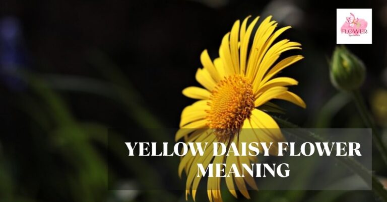 yellow daisy flower meaning
