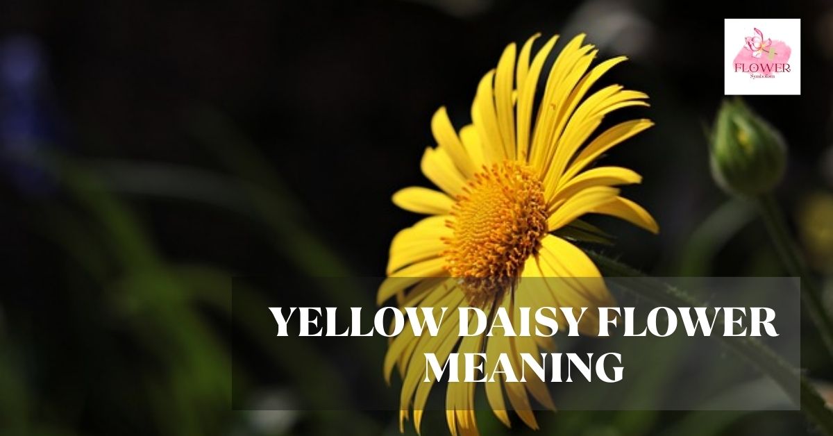 yellow daisy flower meaning