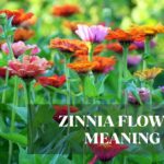 zinnia flower meaning