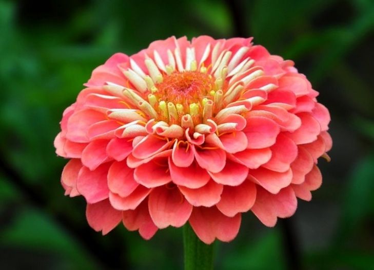 Spiritual meaning of zinnia flower as a sign
