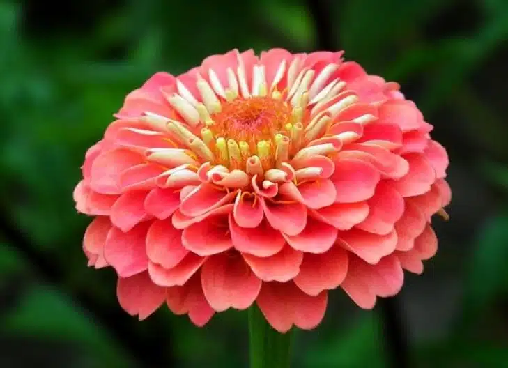 Spiritual meaning of zinnia flower as a sign