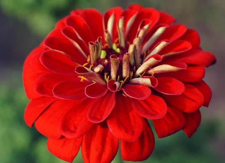 Zinnia petals conveying love that endures separation and symbolizes romantic loyalty over time