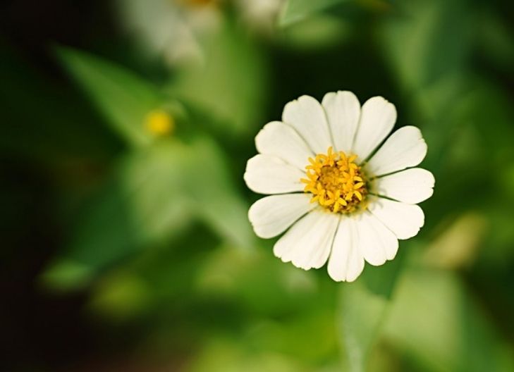 Symbolic zinnia flower expressing gratitude, enduring bonds
