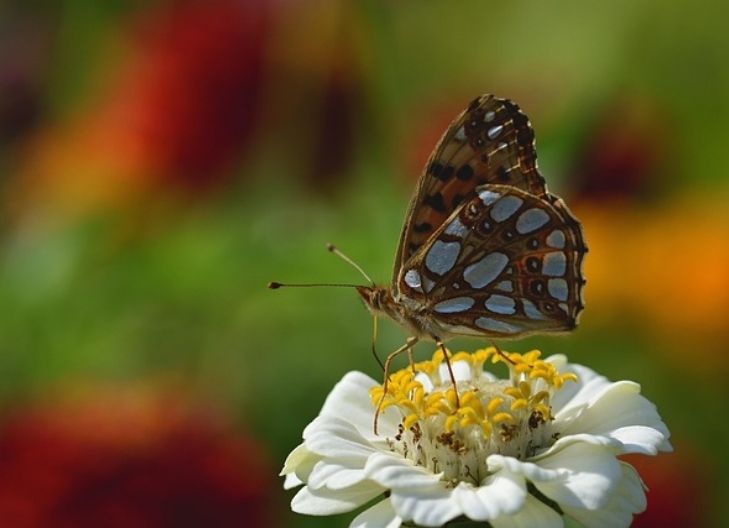 Zinnia flower representing lasting affection, spiritual endurance, and remembrance in love and friendship