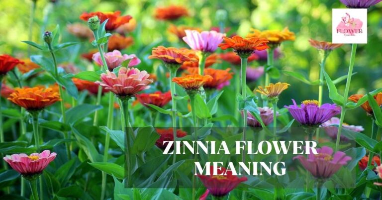 zinnia flower meaning