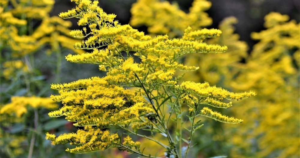 Yellowhorn