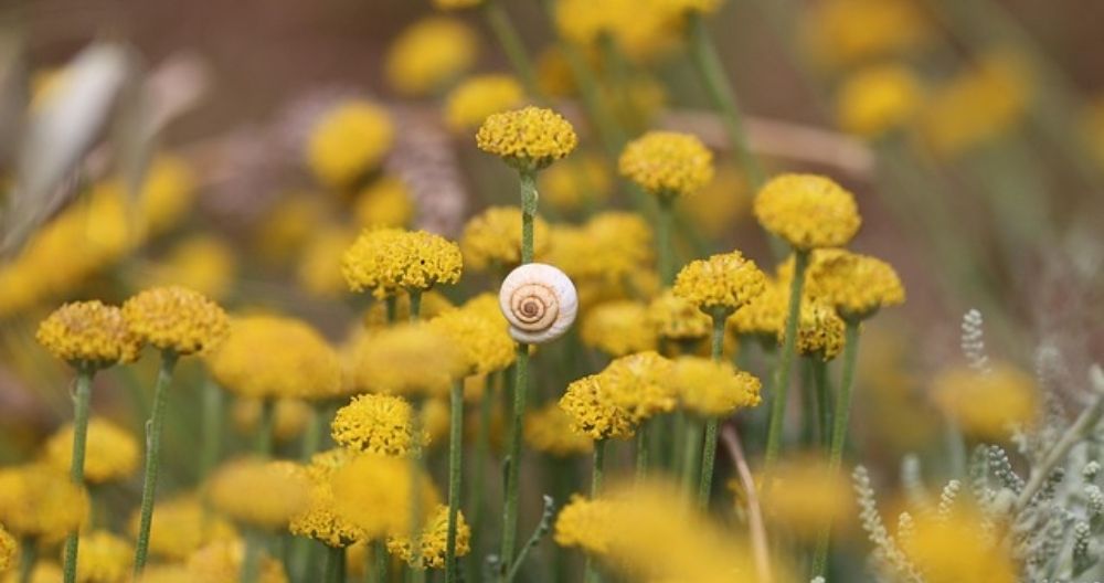 Immortelle