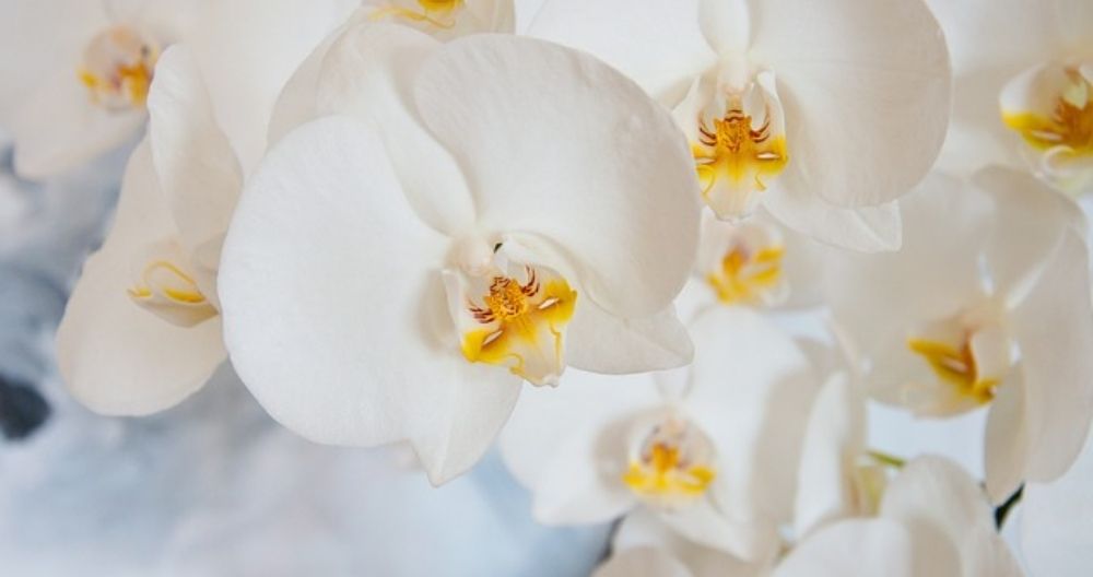 Orchid