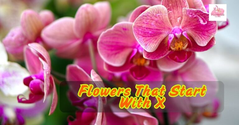 Flowers That Start With X