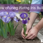 how to plant iris bulbs