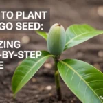how to plant mango seed