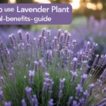 how to use lavender plant