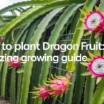 how to plant dragon fruit