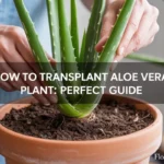 how to transplant aloe vera plant