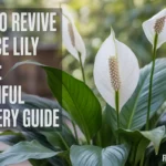 how to revive a peace lily plant