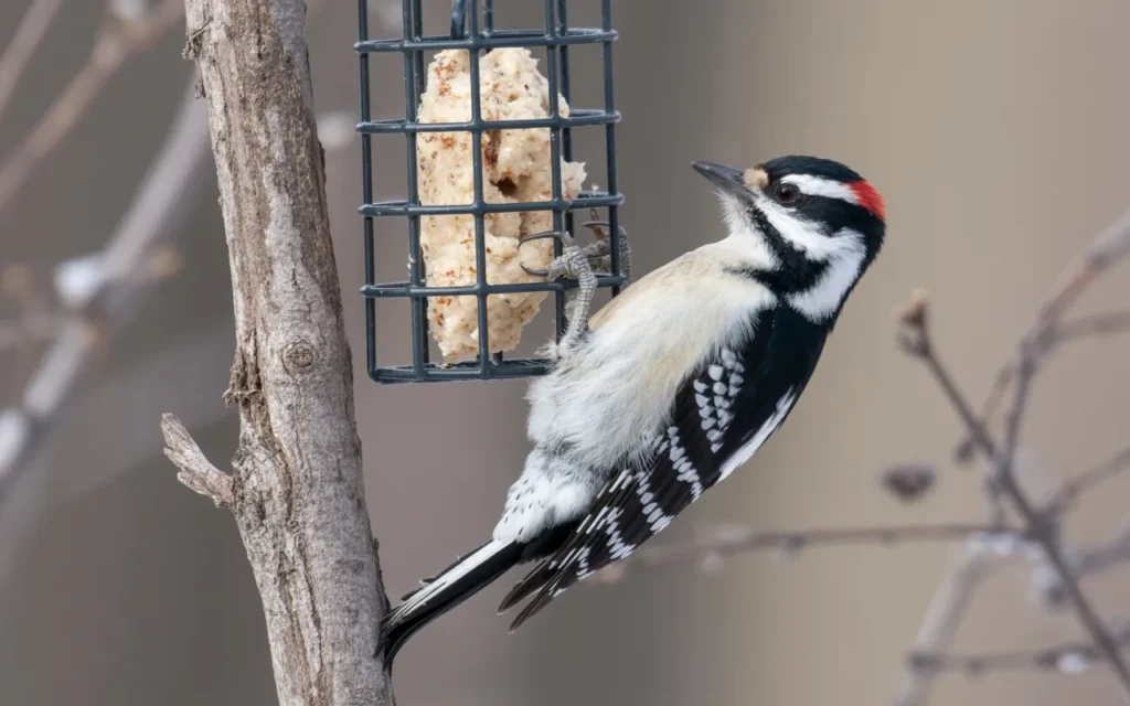 Backyard Birds of Minnesota