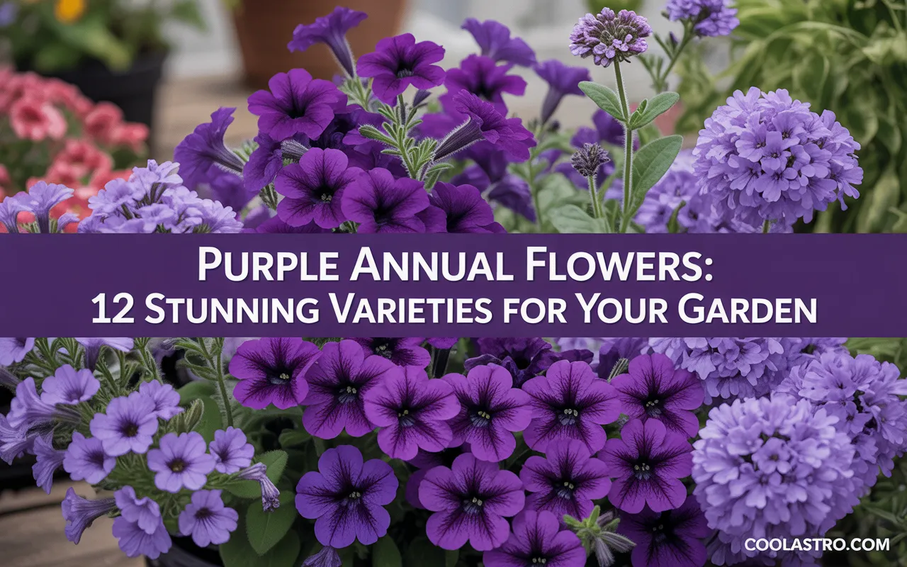Purple Annual Flowers