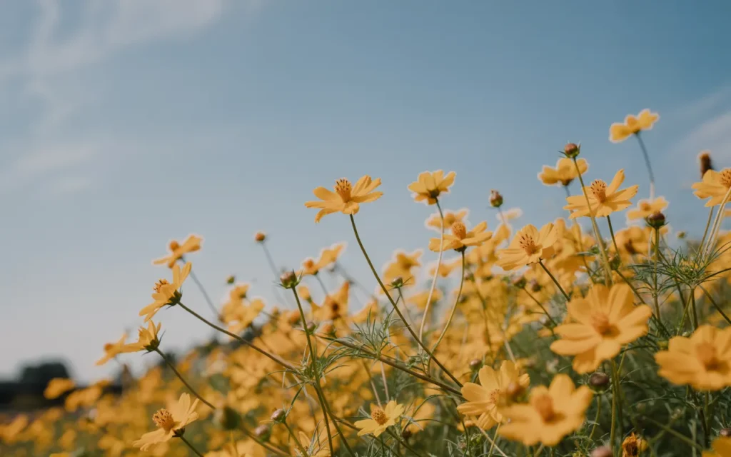 Yellow Annual Flowers