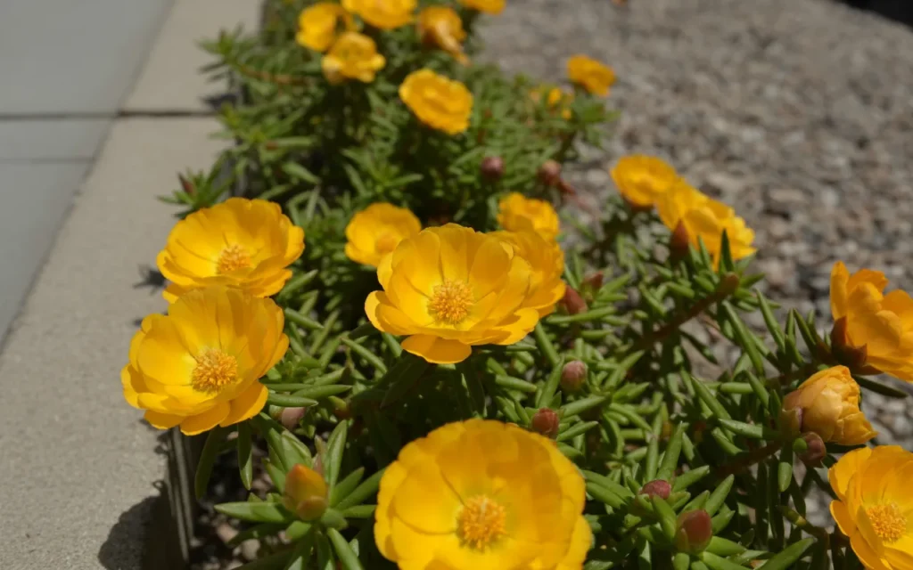 Yellow Annual Flowers