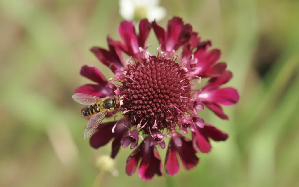 Hardy Annual Flowers