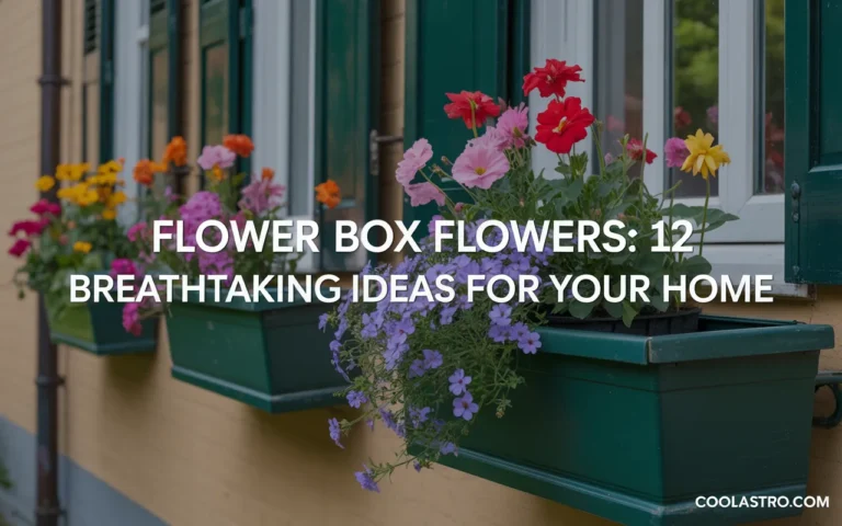 Flower Box Flowers