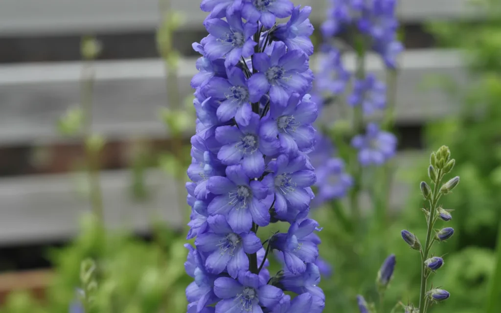 Hardy Annual Flowers