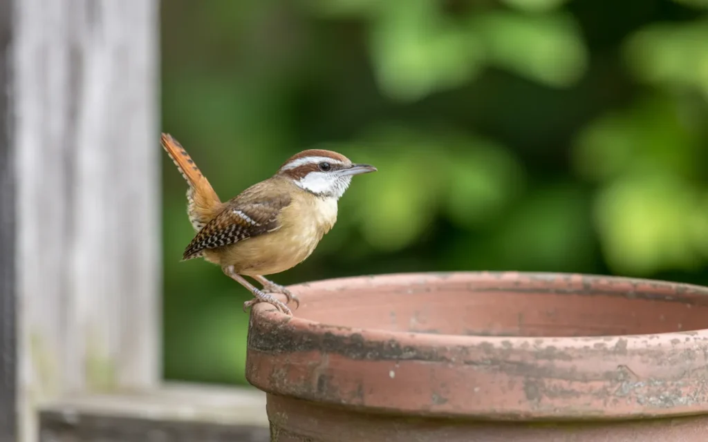Backyard Birds of South Carolina
