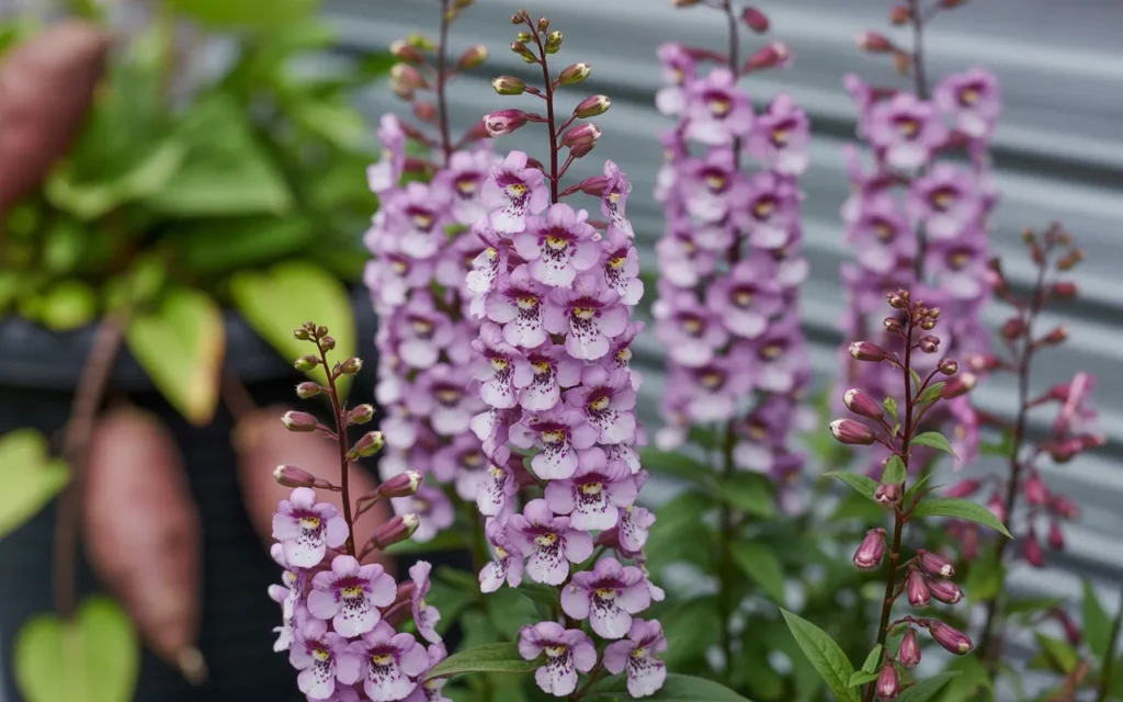 Annual Flowers For Full Sun Pots