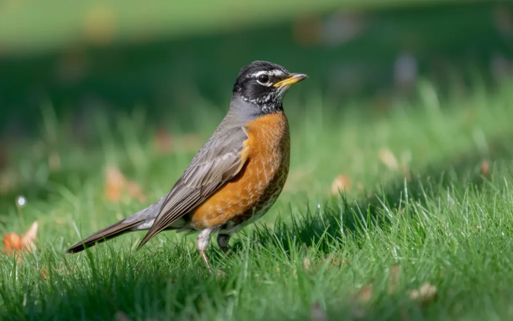 Backyard Birds of Texas