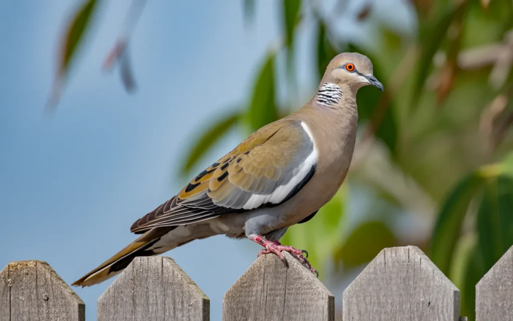 Backyard Birds of Texas