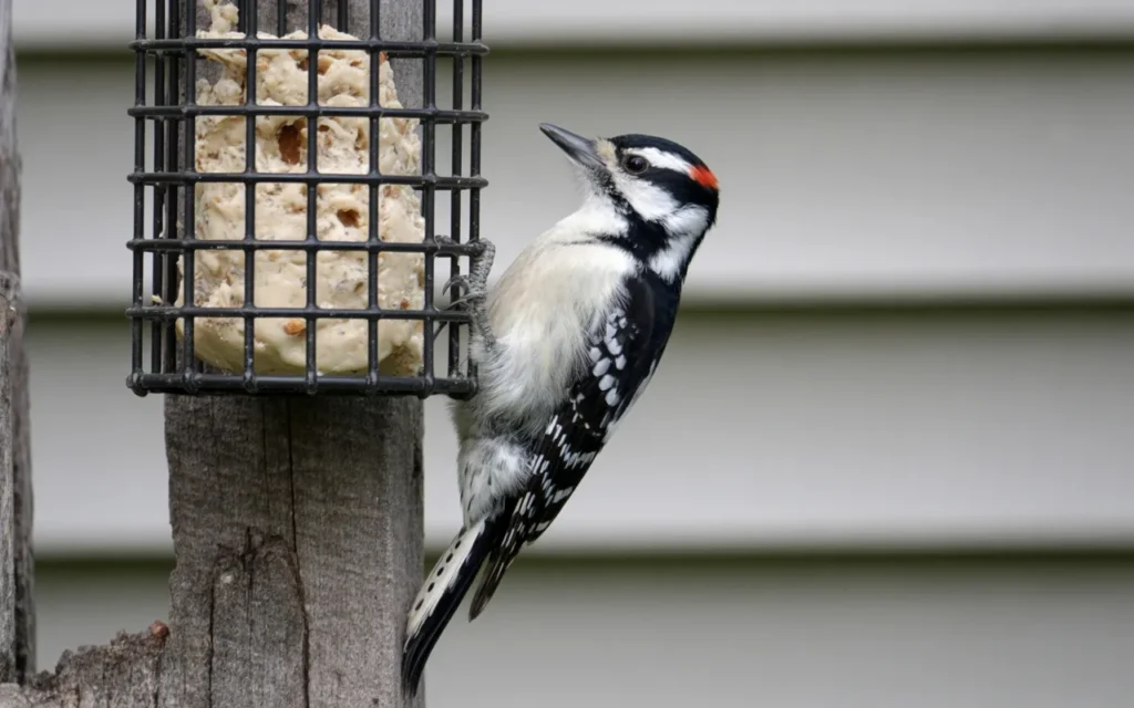 Backyard Birds of Texas