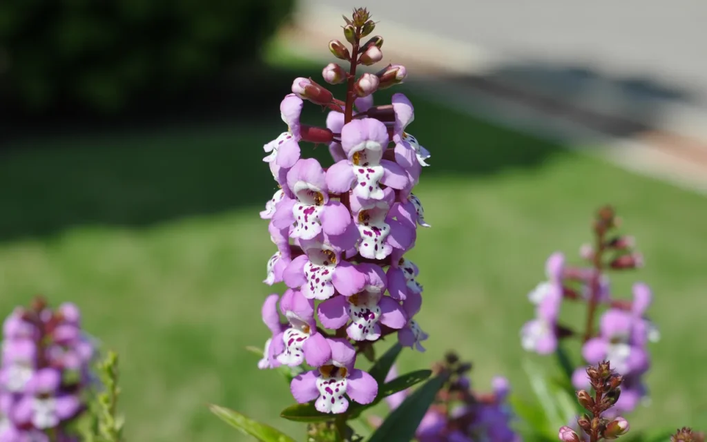 Annual Flowers For Full Sun Front Yards