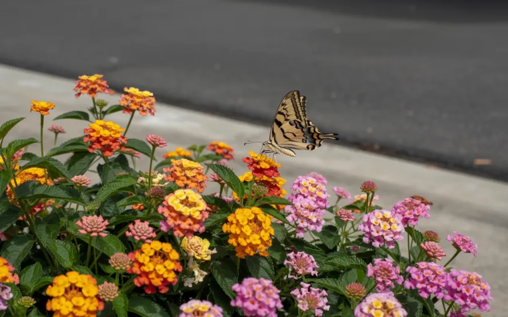 Annual Flowers For Full Sun Front Yards