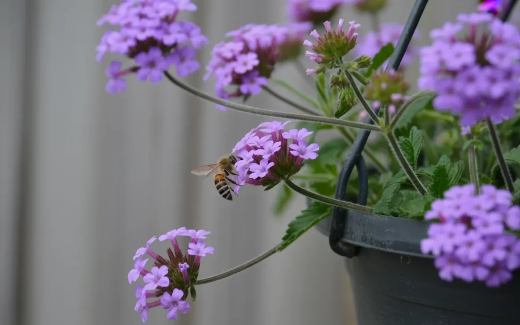 Summer Annual Flowers