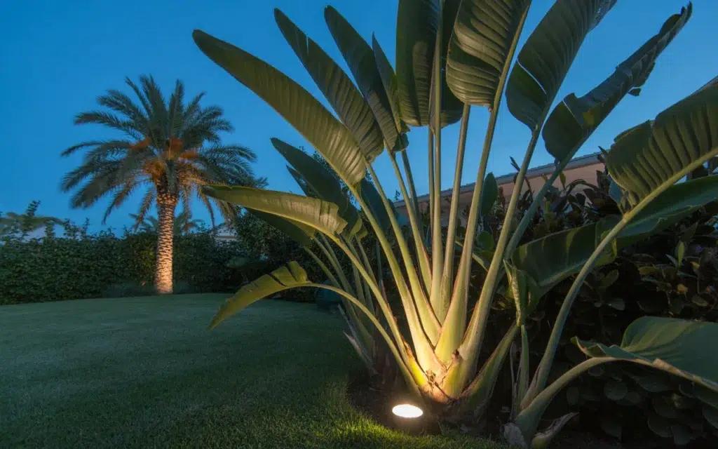 Birds Of Paradise Backyard