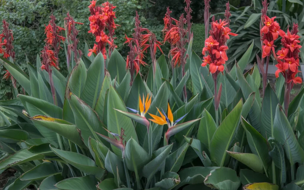 Birds Of Paradise Backyard