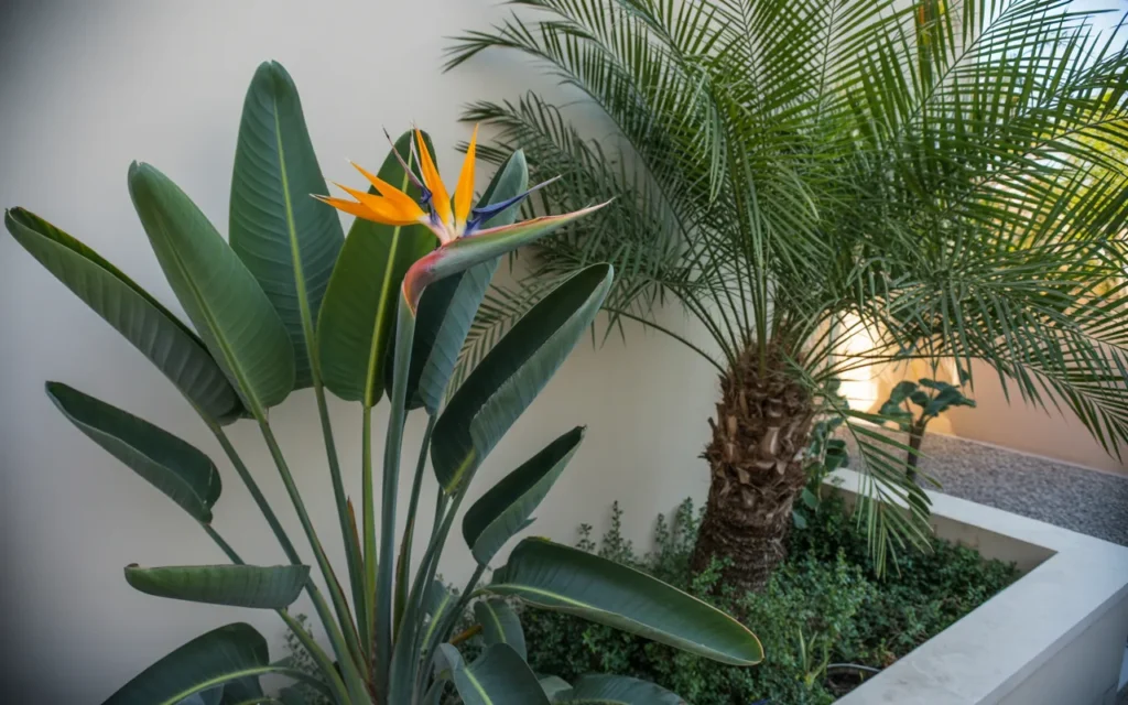 Birds Of Paradise Backyard