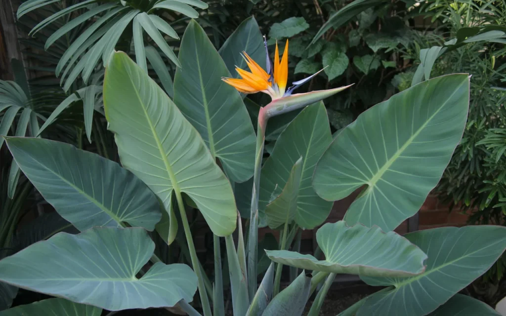 Birds Of Paradise Backyard