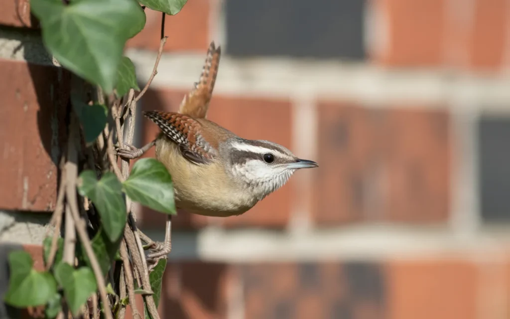 Backyard Birds Watching