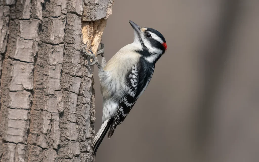 Backyard Birds Watching