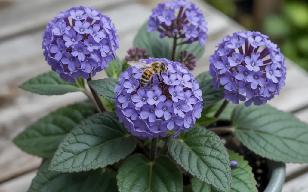 Purple Annual Flowers