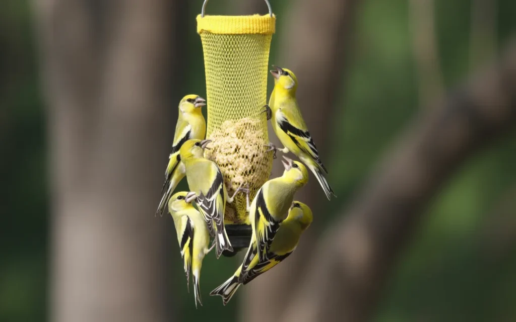 Backyard Birds Feeders