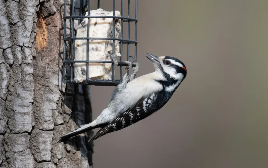 Backyard Birds Feeders