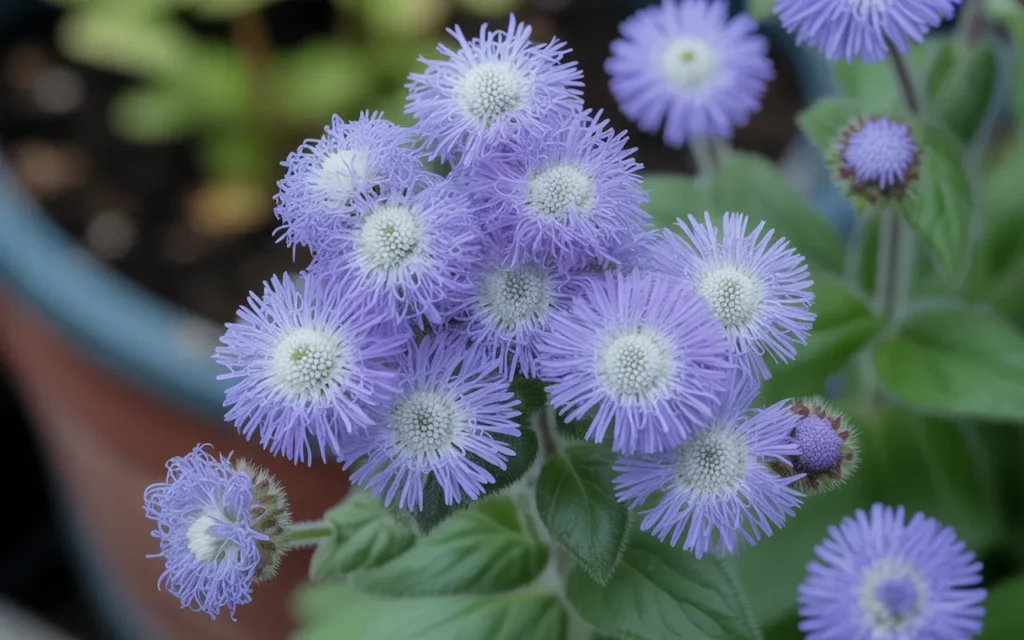 Annual Flowers For Partial Sun